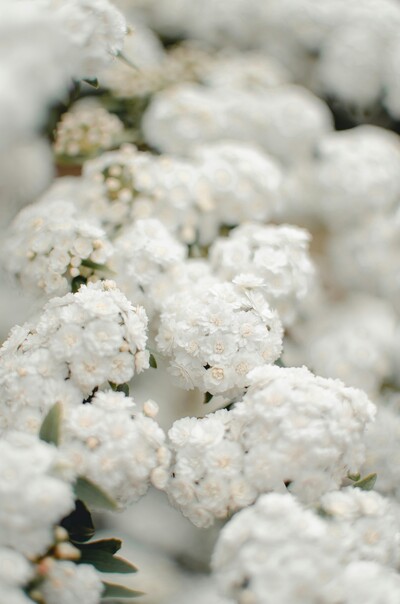 white flowers